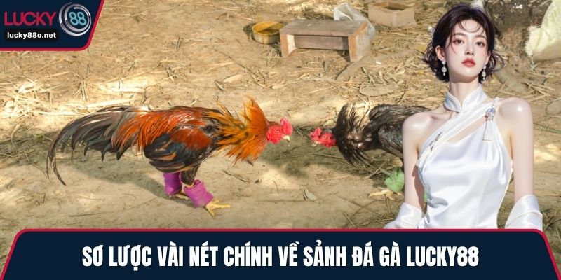 Sơ lược vài nét chính về sảnh đá gà LUCKY88